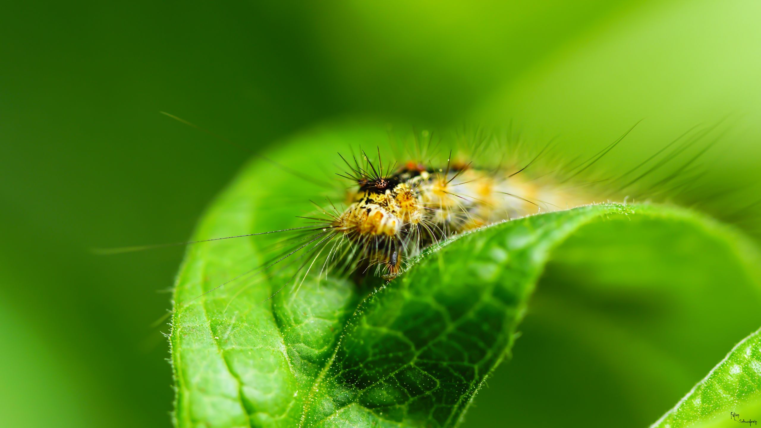 Wallpapers Animals Insects - Caterpillars 