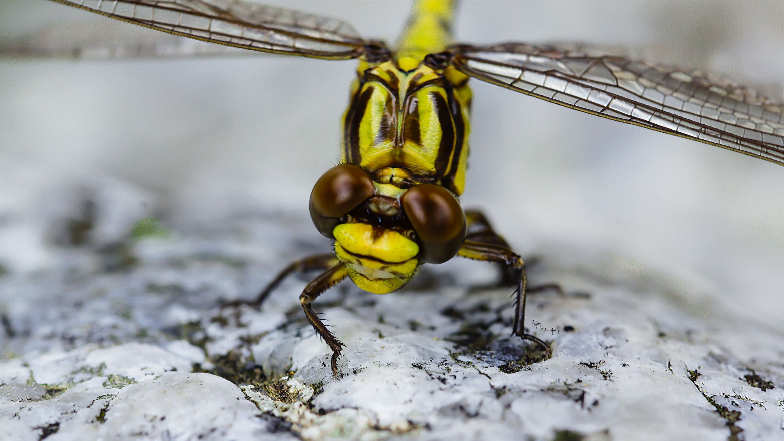 Wallpapers Animals Insects - Dragonflies 