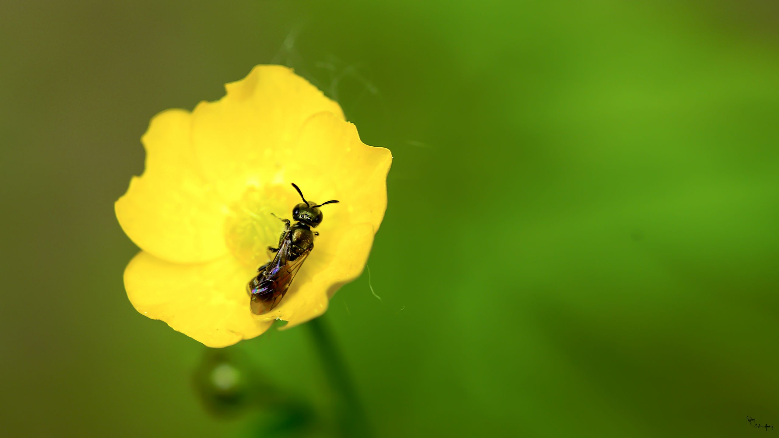 Fonds d'cran Animaux Insectes - Abeilles Gupes ... 