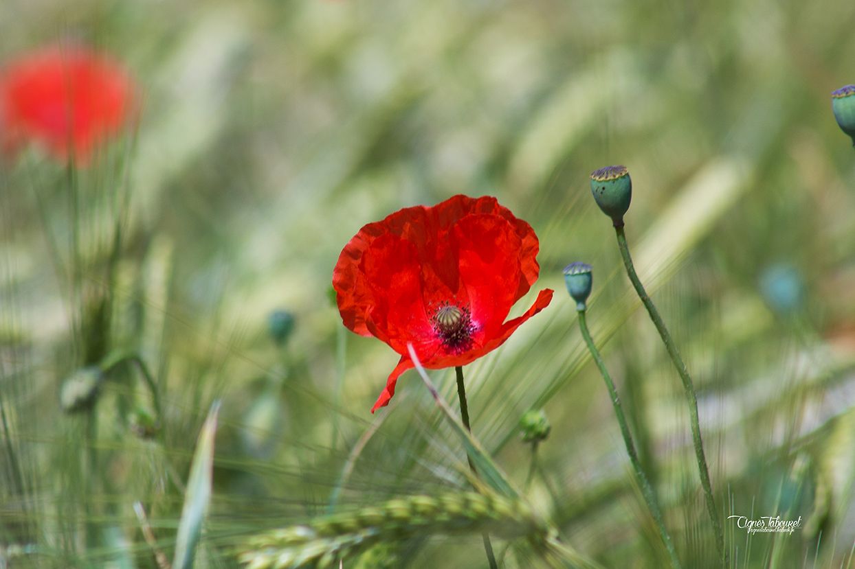 Fonds d'cran Nature Fleurs COQUELICOTS 2015