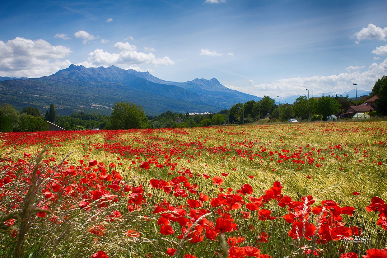 Fonds d'cran Nature Fleurs COQUELICOTS 2015