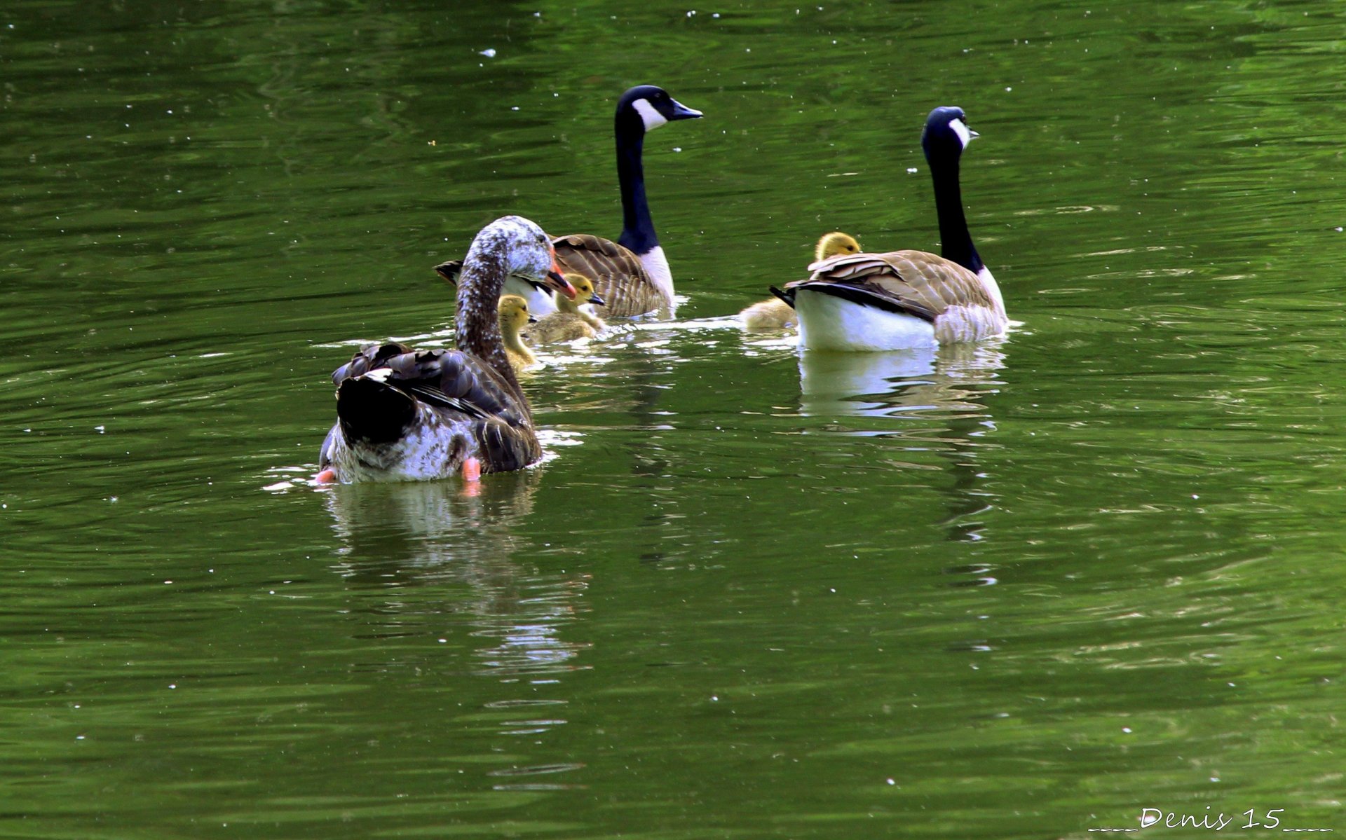 Fonds d'cran Animaux Oiseaux - Oies 