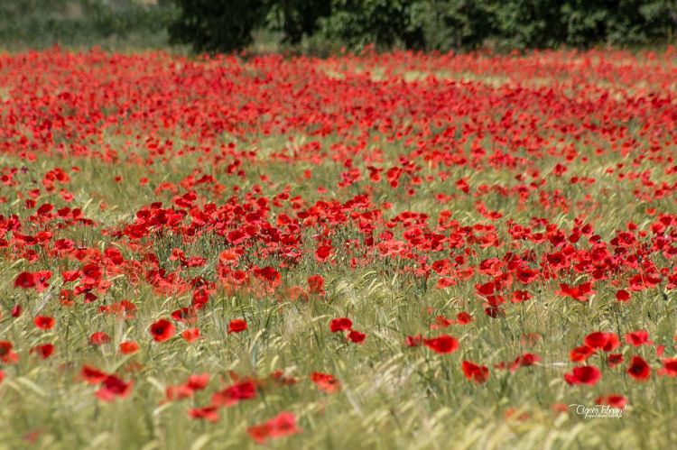 Wallpapers Nature Flowers COQUELICOTS 2015