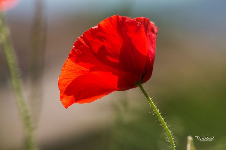 Fonds d'cran Nature Fleurs COQUELICOTS 2015