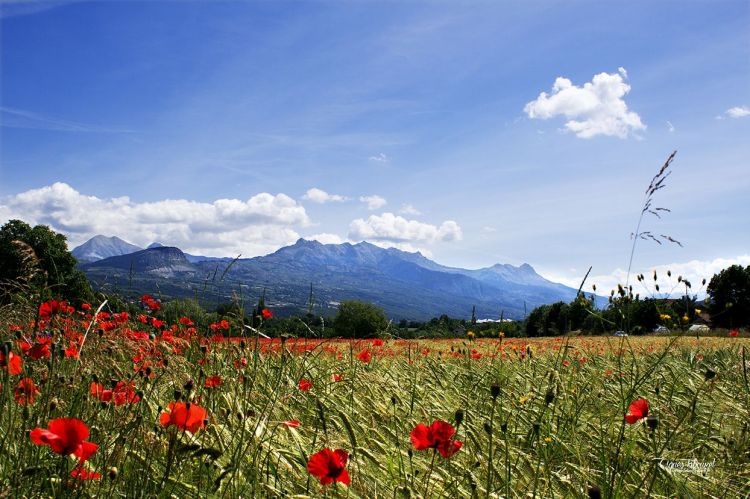 Fonds d'cran Nature Fleurs COQUELICOTS 2015