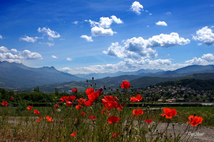 Fonds d'cran Nature Fleurs COQUELICOTS 2015