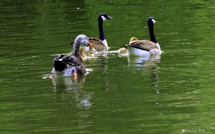 Fonds d'cran Animaux Oiseaux - Oies Wallpaper N406998