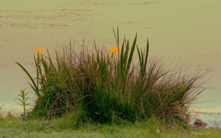 Fonds d'cran Nature Herbes BORDS DE LAC