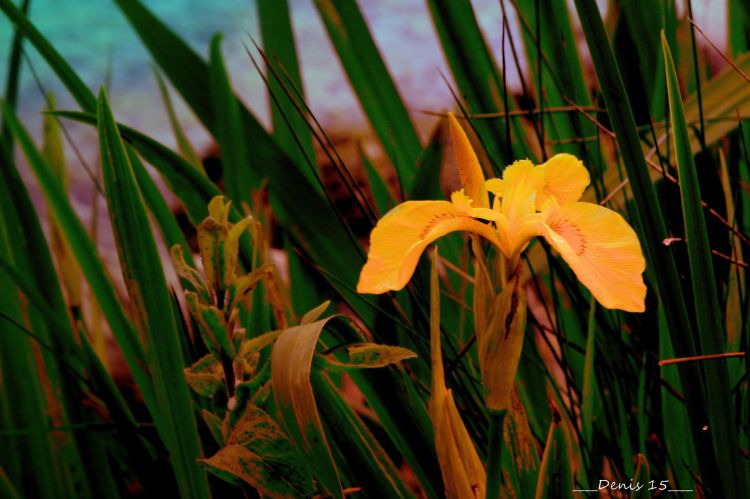 Fonds d'cran Nature Fleurs BORDS DE LAC