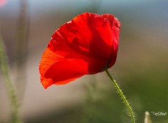  Nature COQUELICOTS 2015