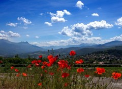  Nature COQUELICOTS 2015