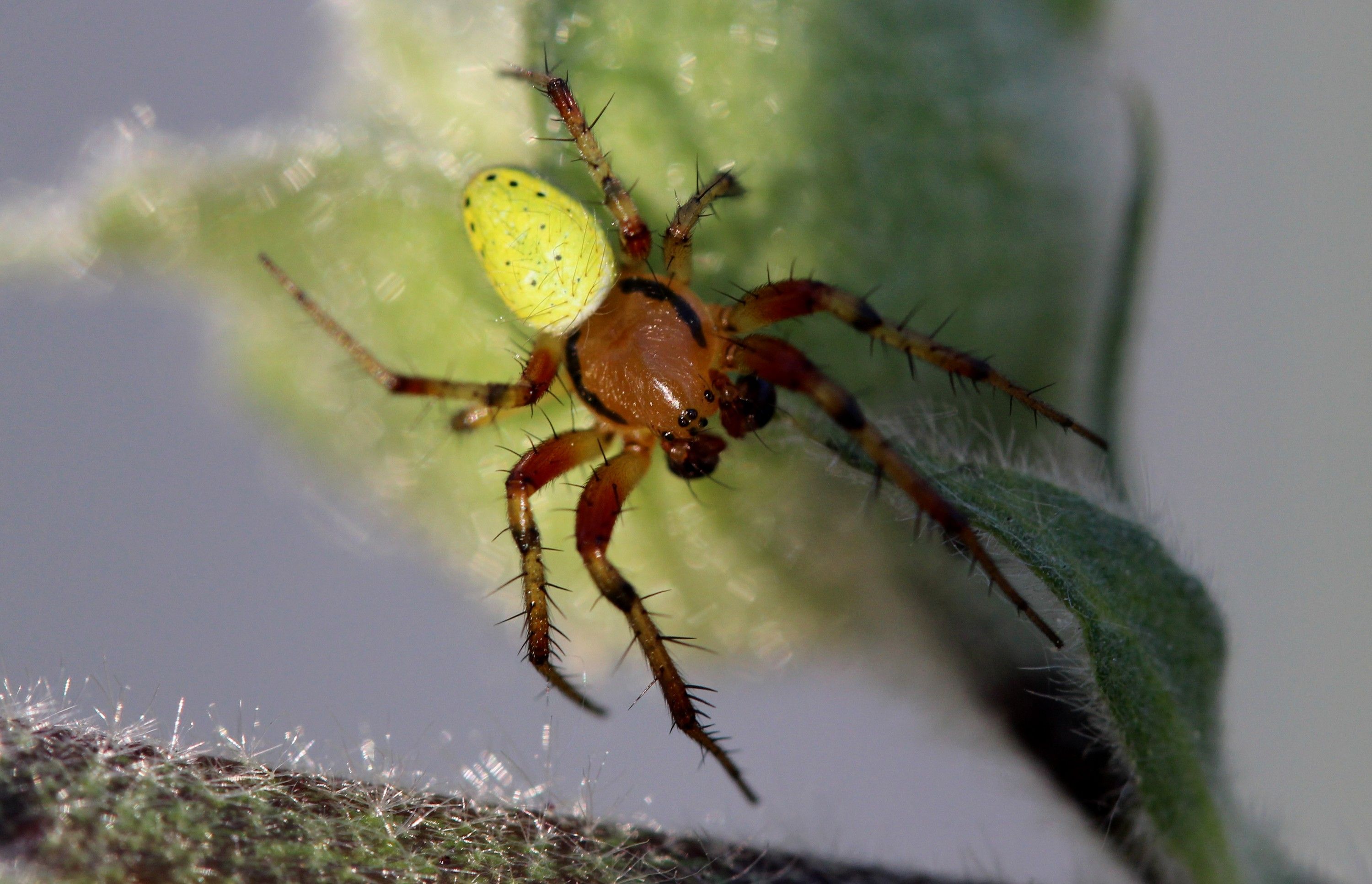 Fonds d'cran Animaux Araignes 