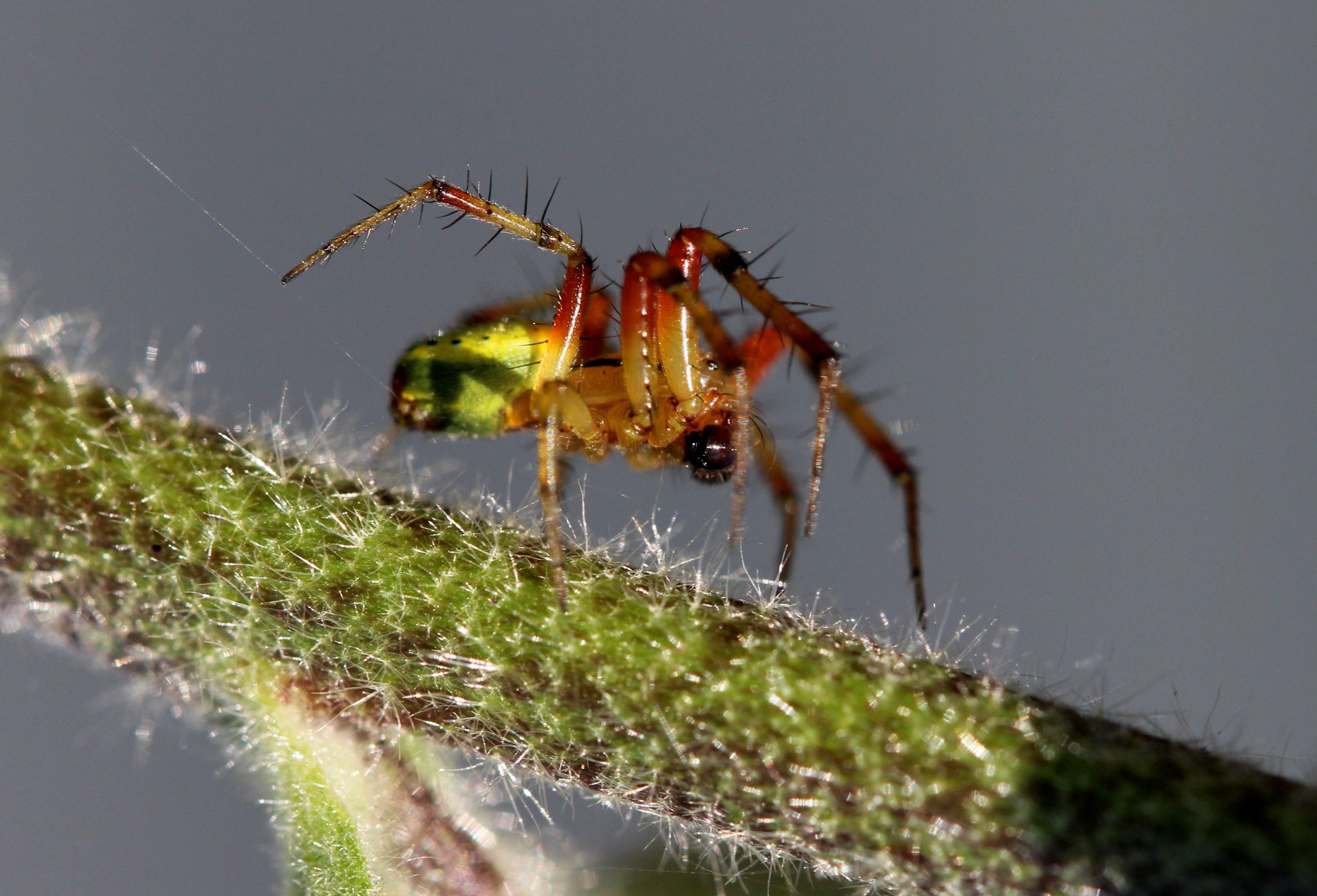 Fonds d'cran Animaux Araignes 