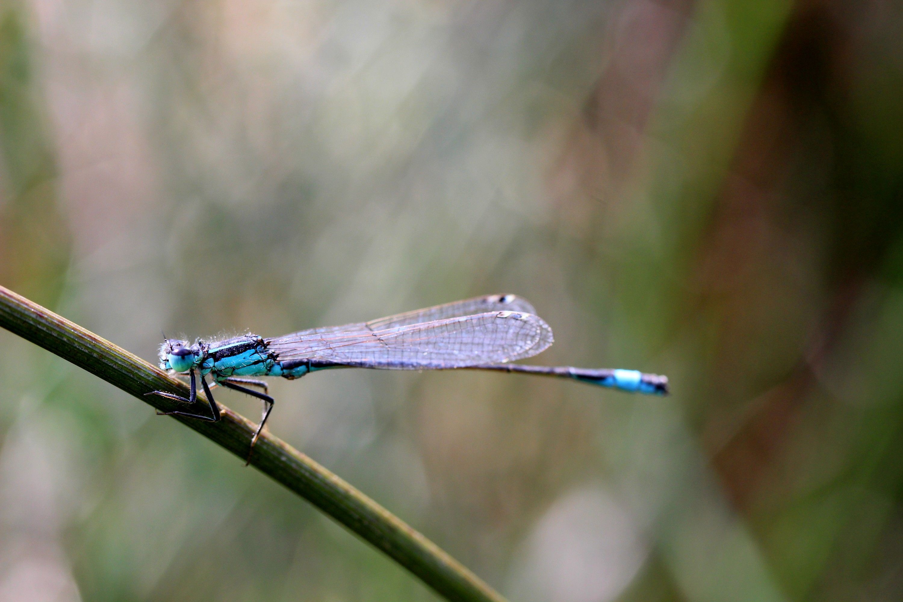 Fonds d'cran Animaux Insectes - Libellules 