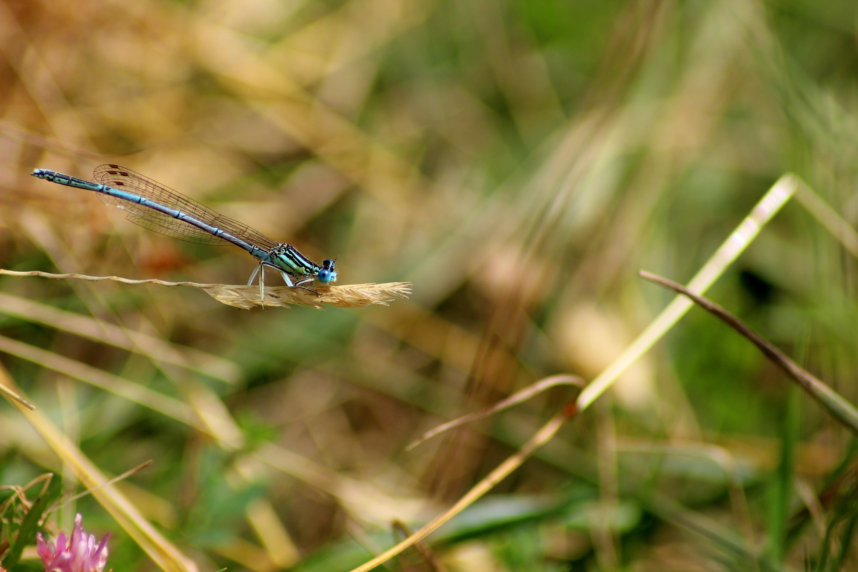 Fonds d'cran Animaux Insectes - Libellules 