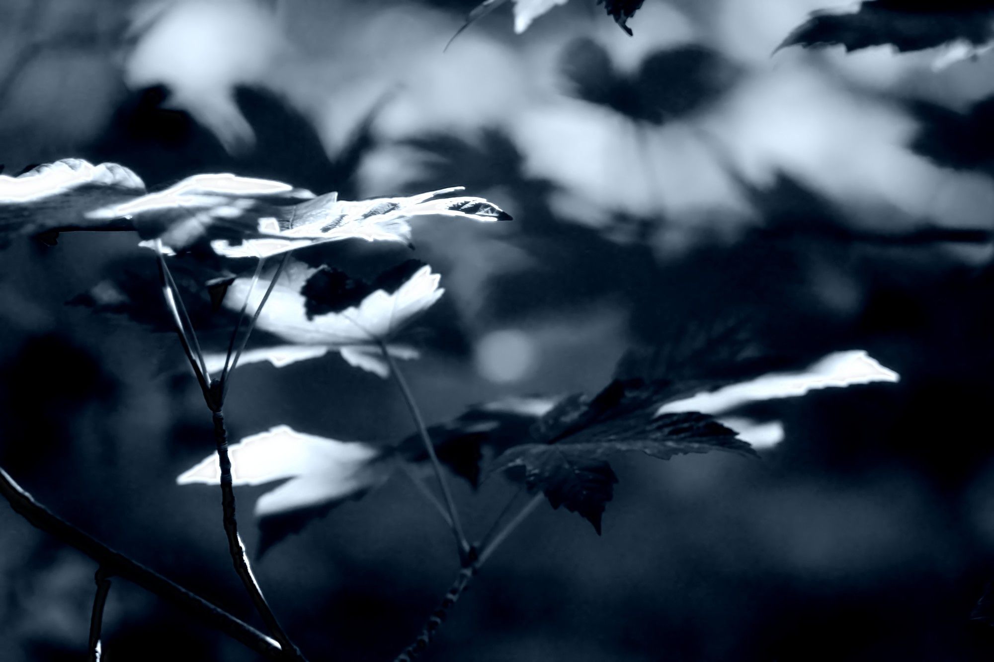 Wallpapers Nature Leaves - Foliage 