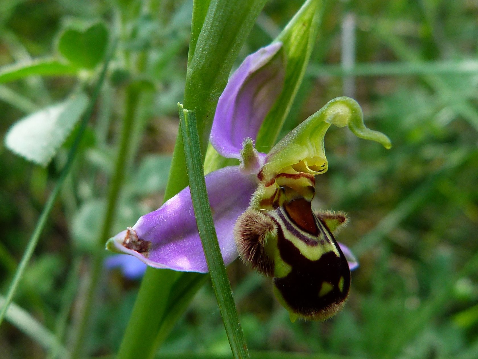 Wallpapers Nature Flowers Orchis de la Drome 