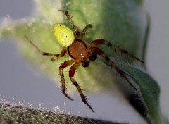  Animaux Image sans titre N407020