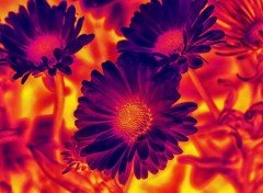  Art - Numrique Fleurs de feu