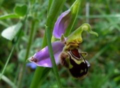  Nature Orchis de la Drome 