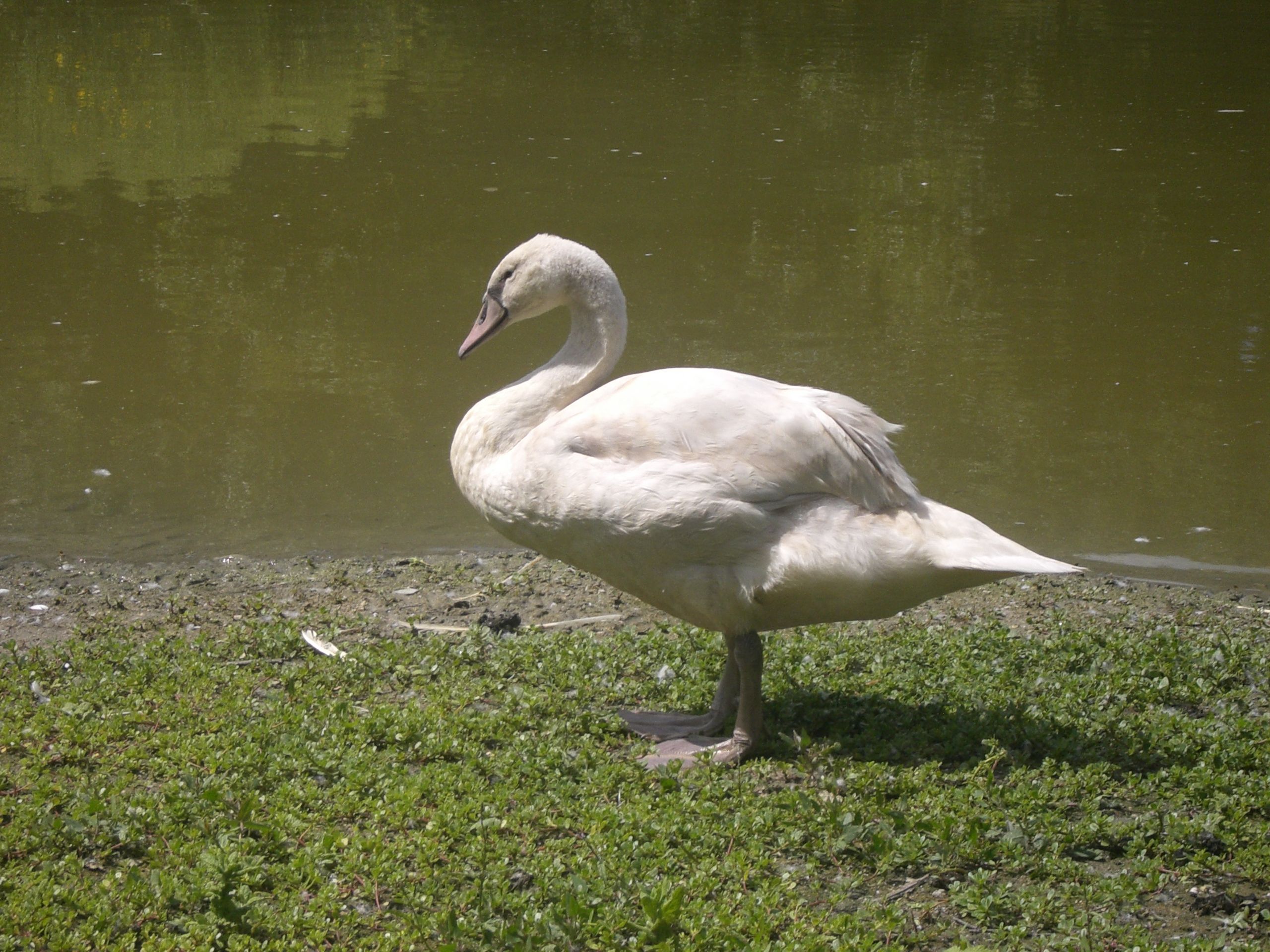 Fonds d'cran Animaux Oiseaux - Cygnes 