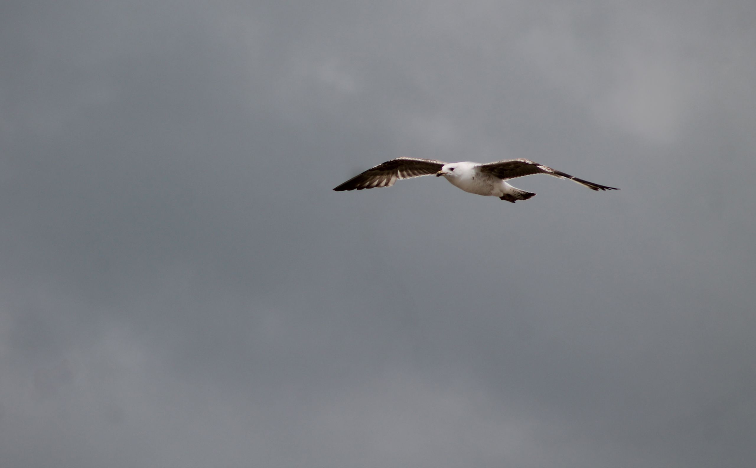 Fonds d'cran Animaux Oiseaux - Mouettes et Golands 