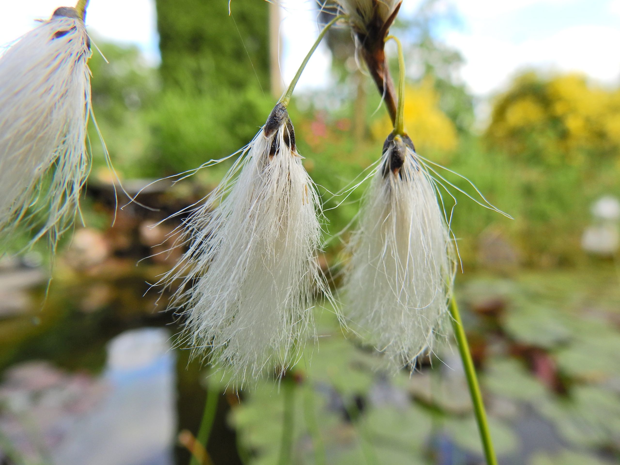 Fonds d'cran Nature Fleurs 