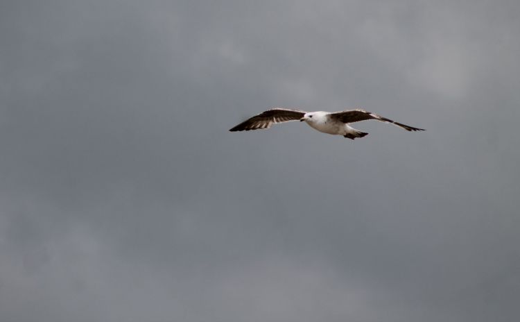 Fonds d'cran Animaux Oiseaux - Mouettes et Golands Wallpaper N407385