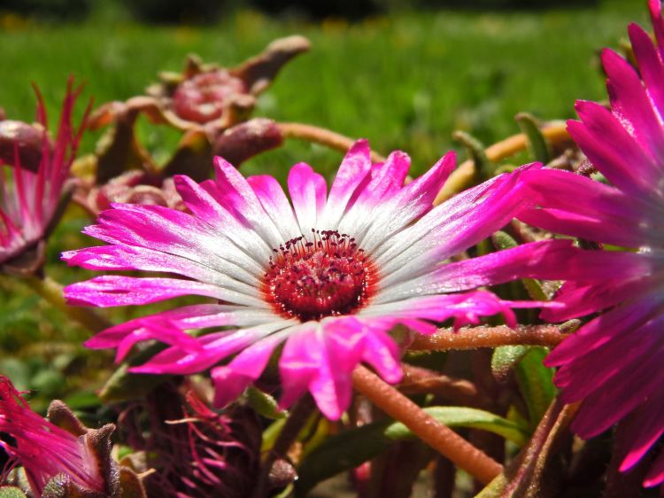 Fonds d'cran Nature Fleurs Ficoide