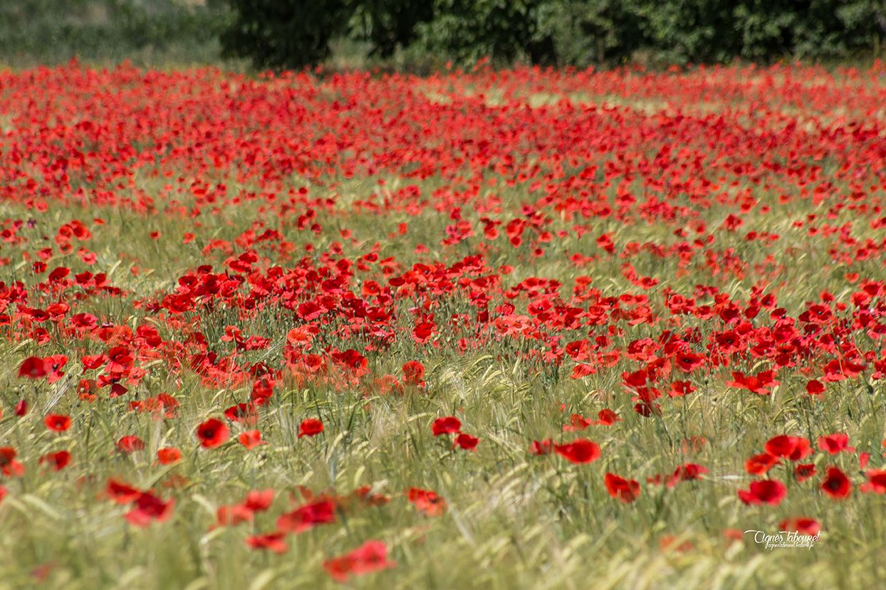 Fonds d'cran Nature Fleurs Coquelicots 