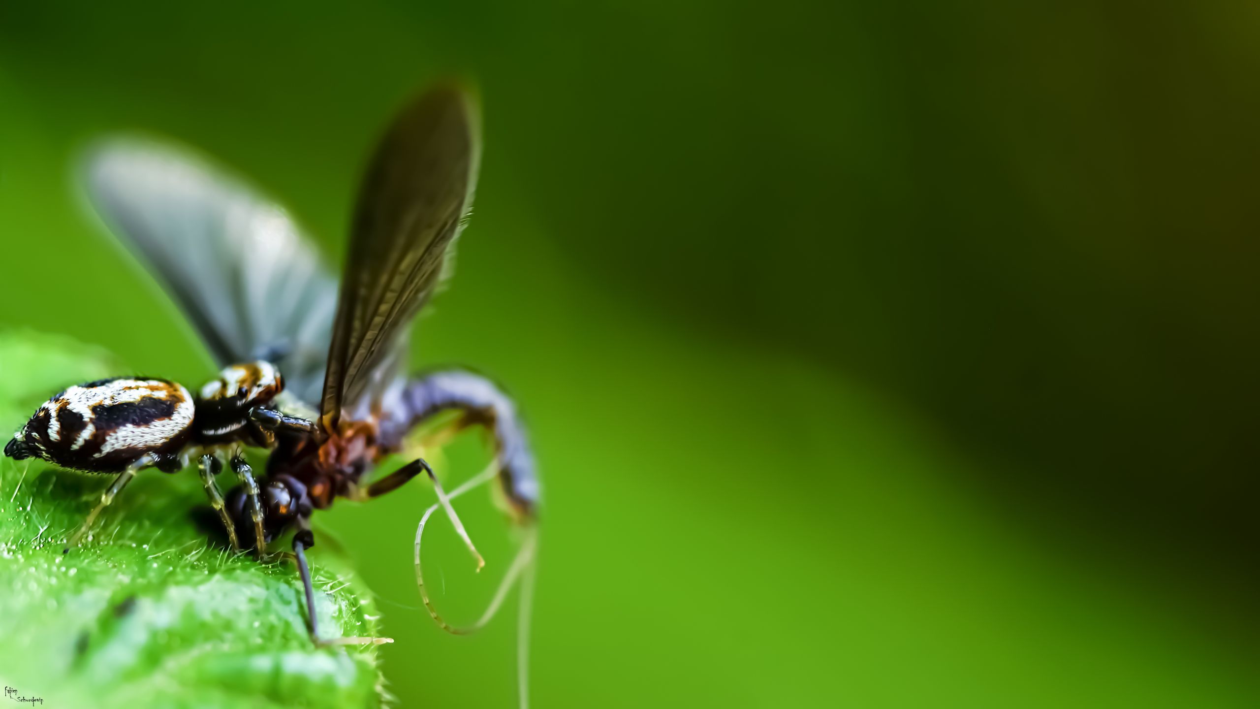 Fonds d'cran Animaux Araignes spirder attaque !