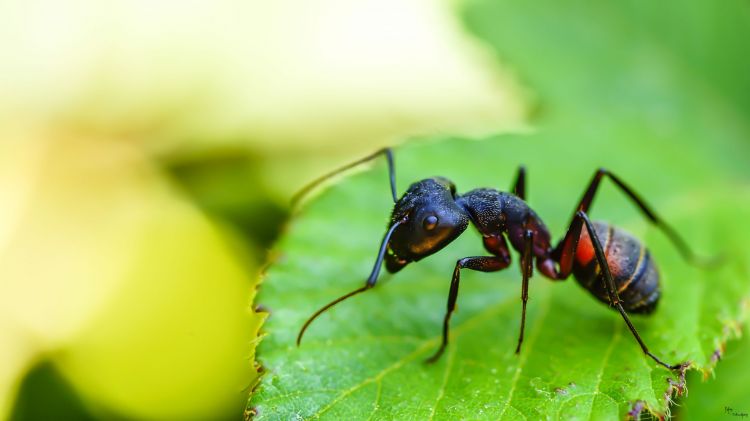 Fonds d'cran Animaux Insectes - Fourmis fourmiz