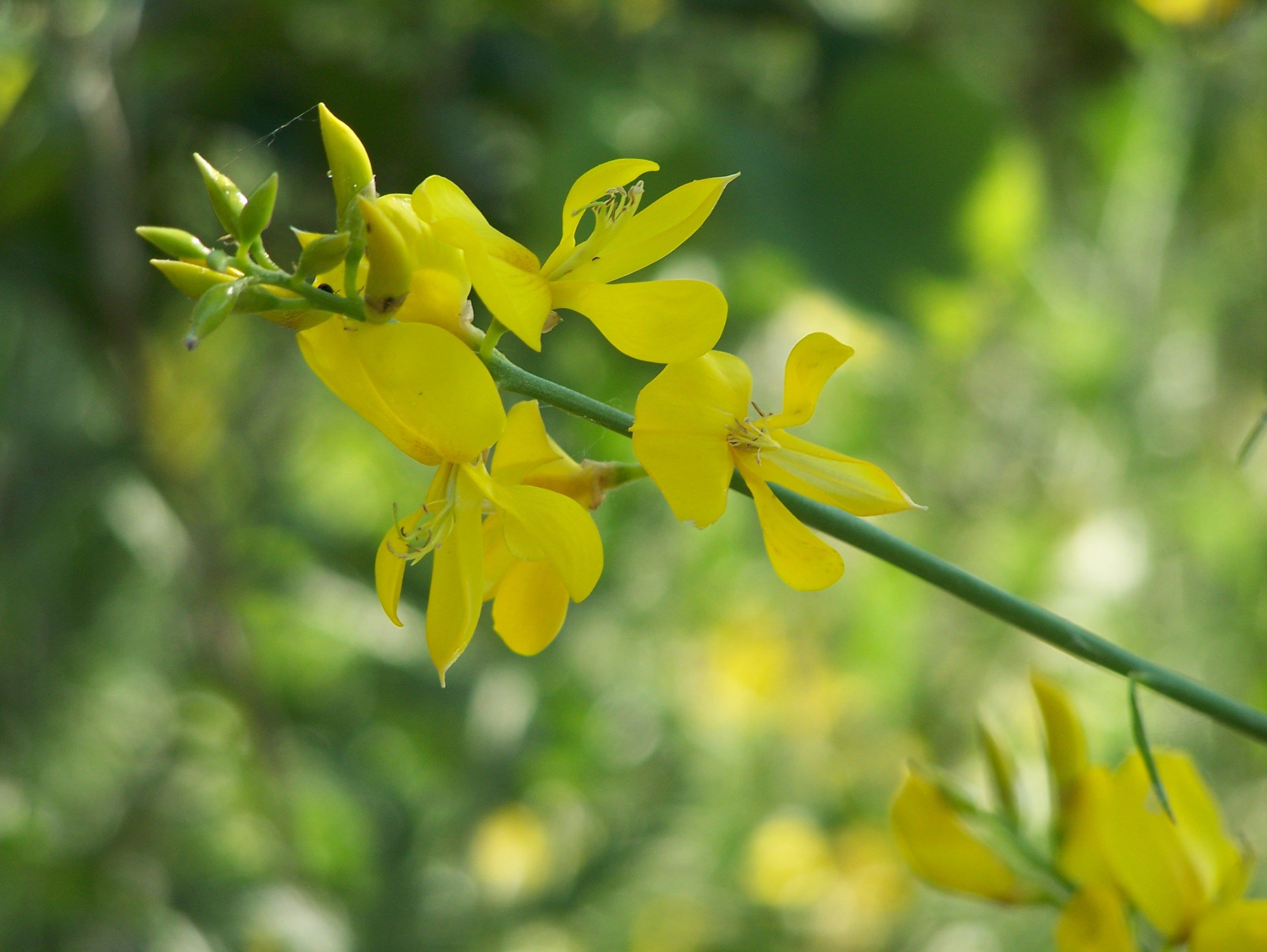 Fonds d'cran Nature Fleurs 