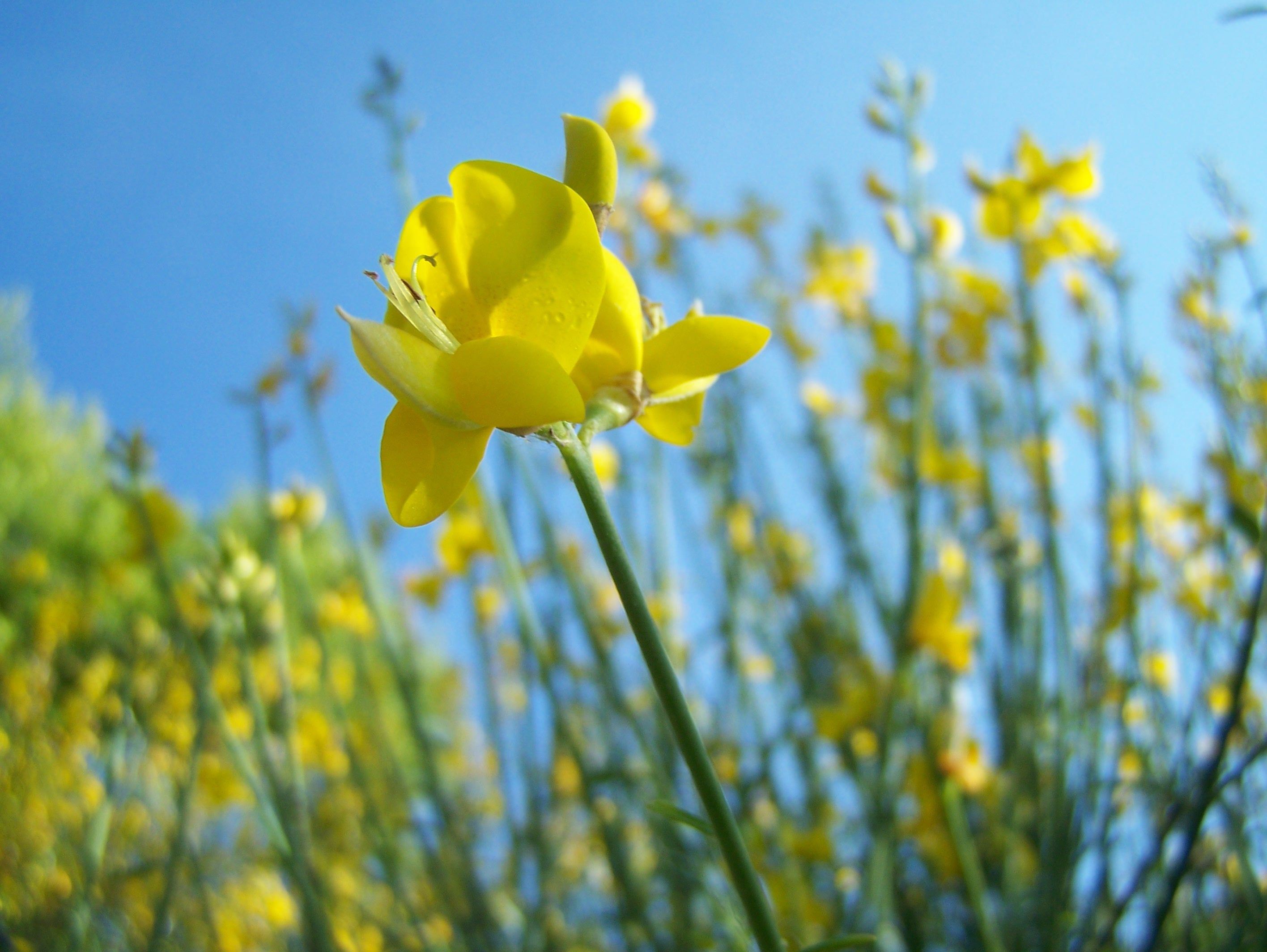 Wallpapers Nature Flowers 