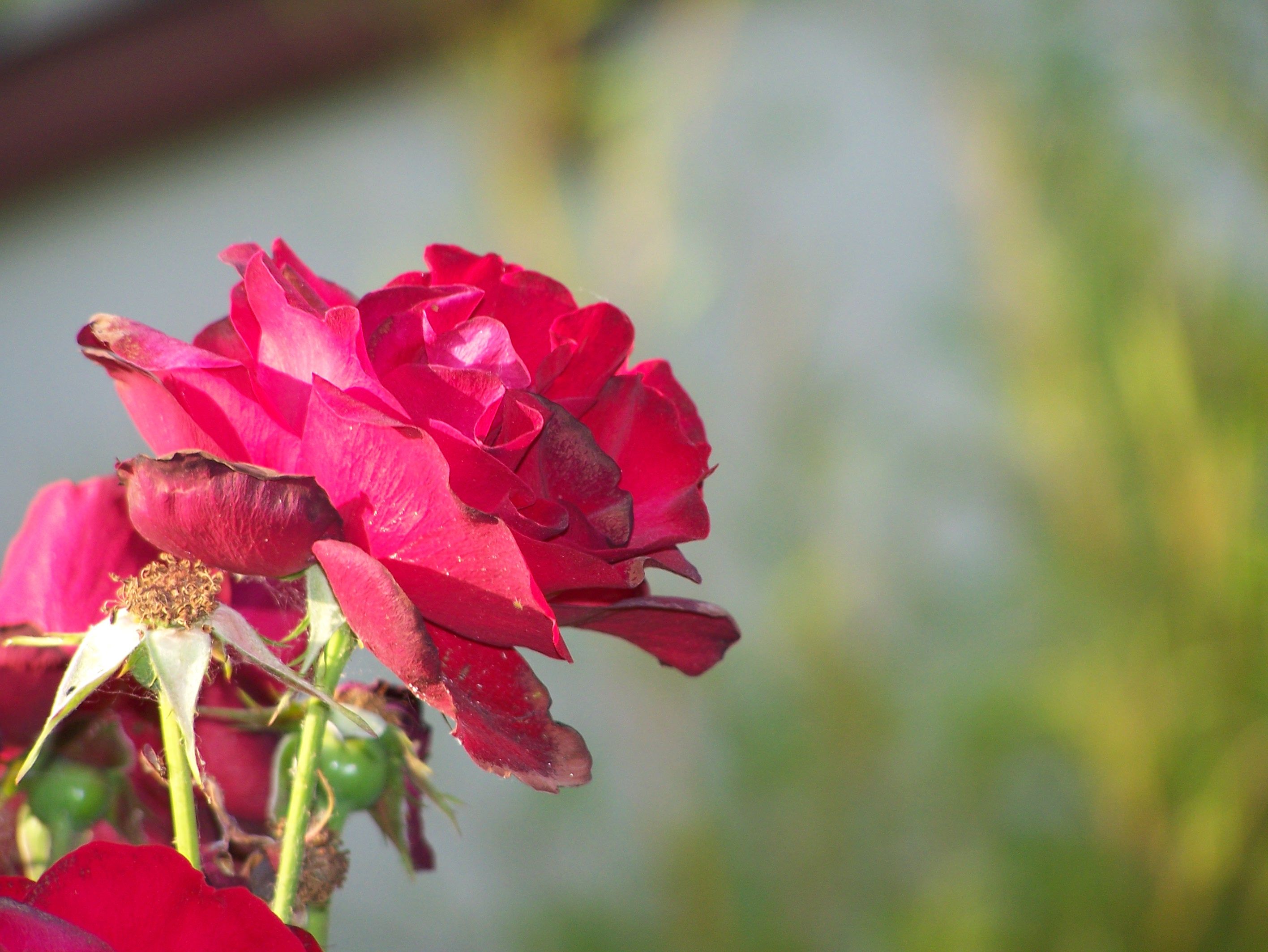 Fonds d'cran Nature Fleurs 