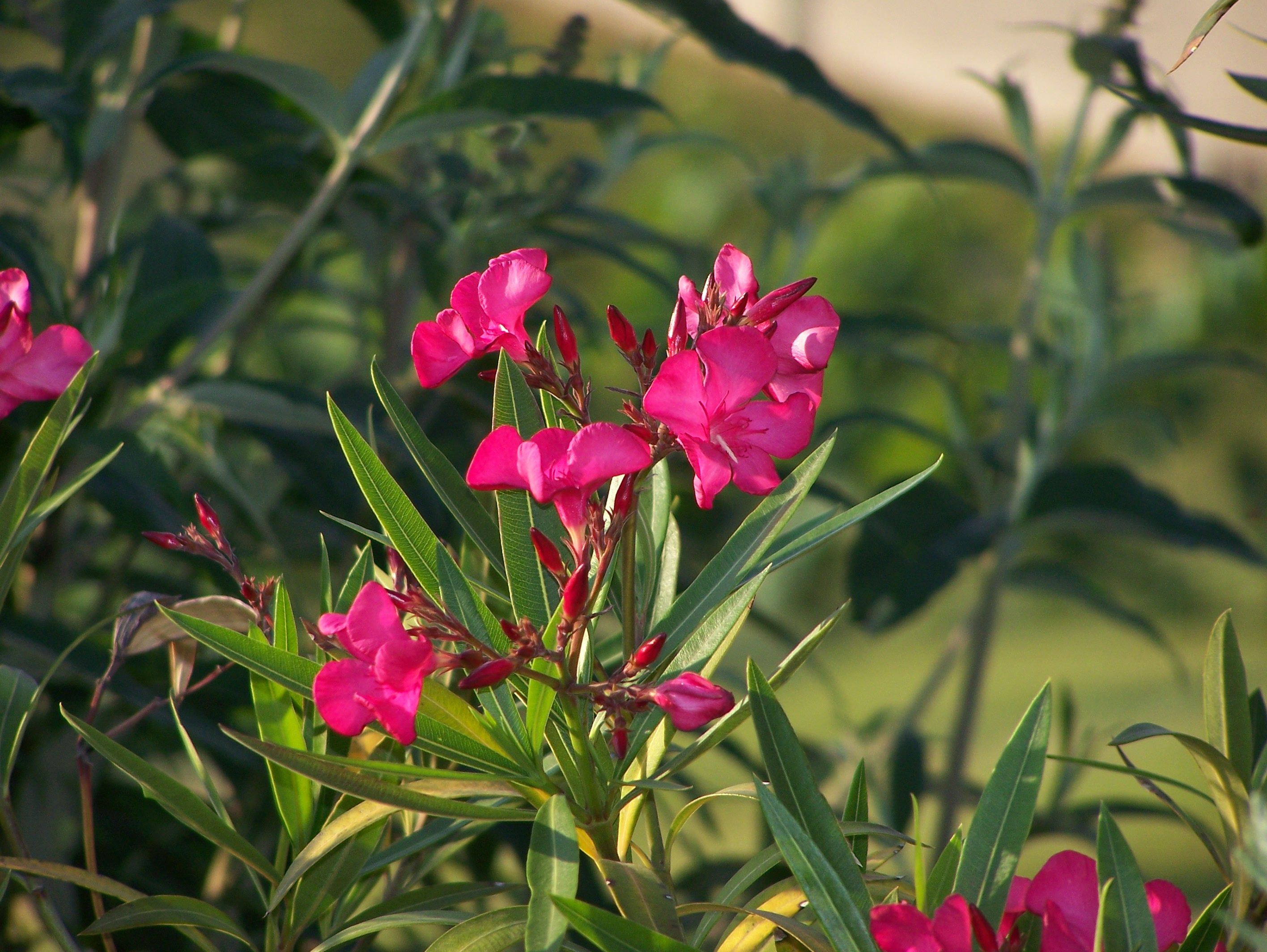 Wallpapers Nature Flowers 