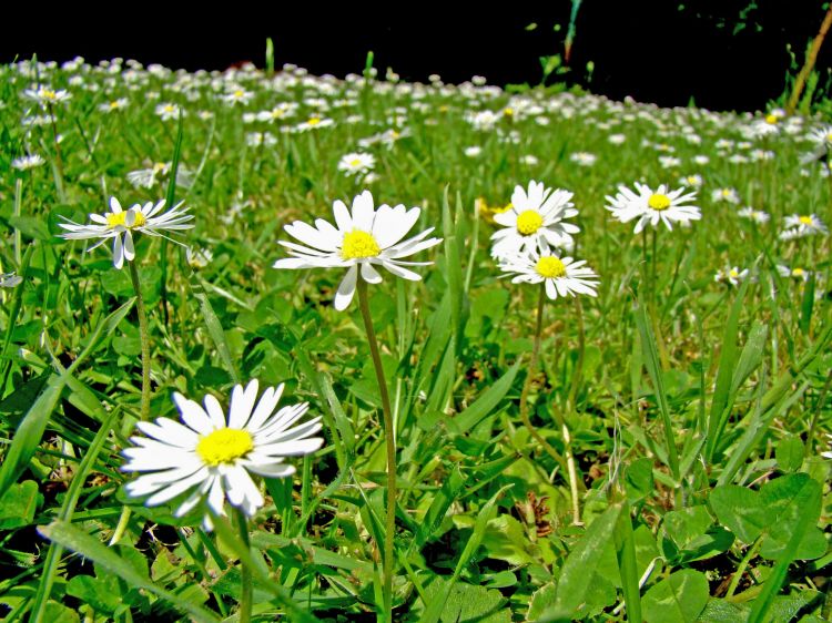 Fonds d'cran Nature Fleurs Fleurs