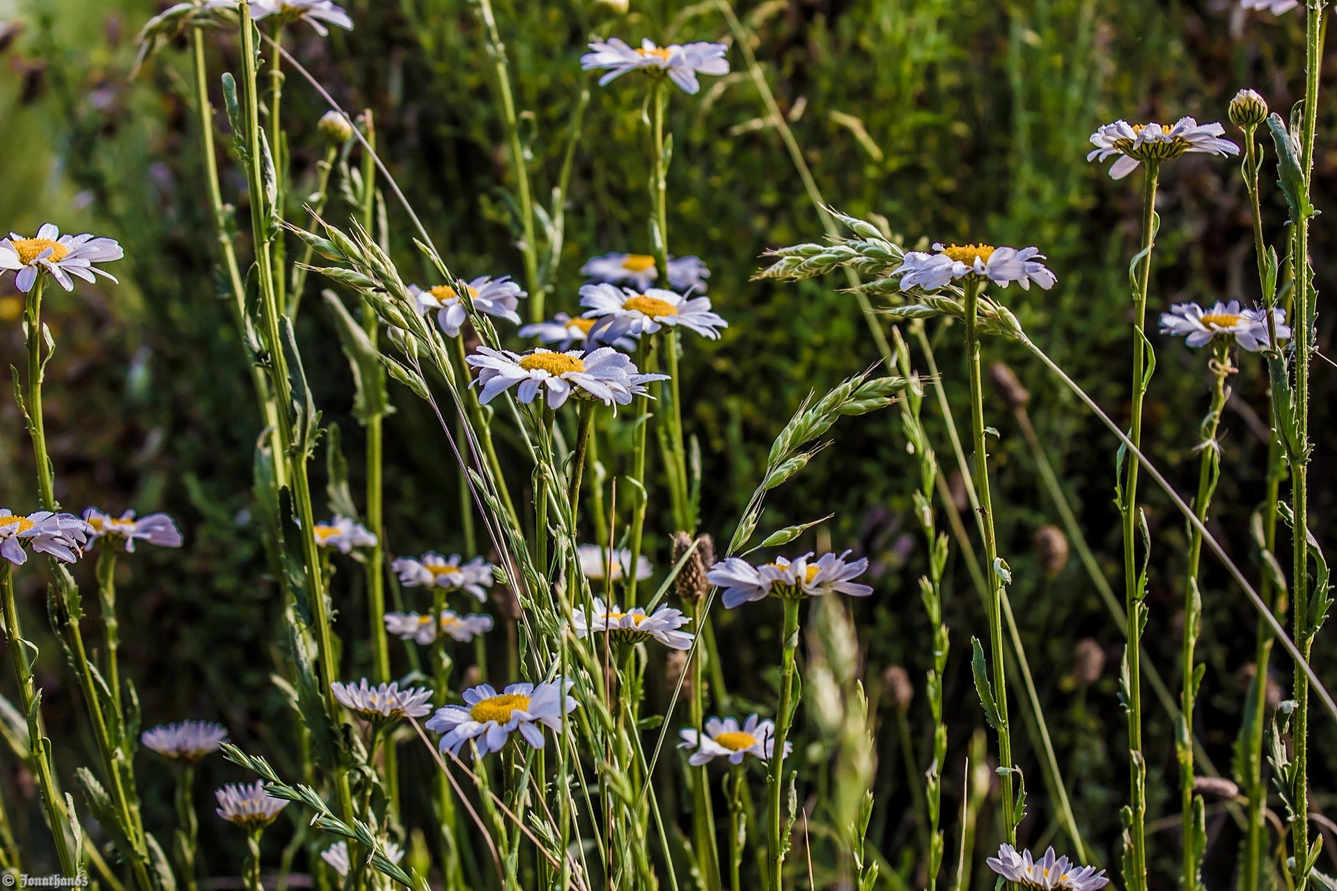 Fonds d'cran Nature Fleurs 