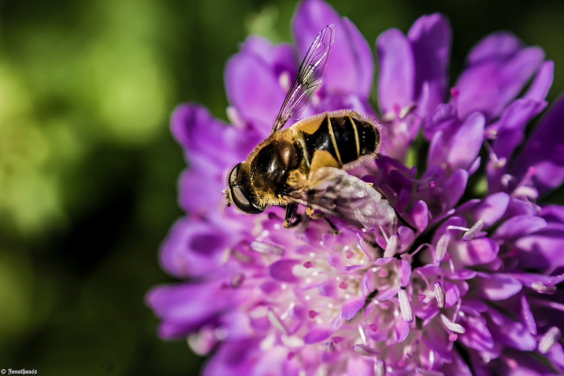 Fonds d'cran Animaux Insectes - Abeilles Gupes ... 