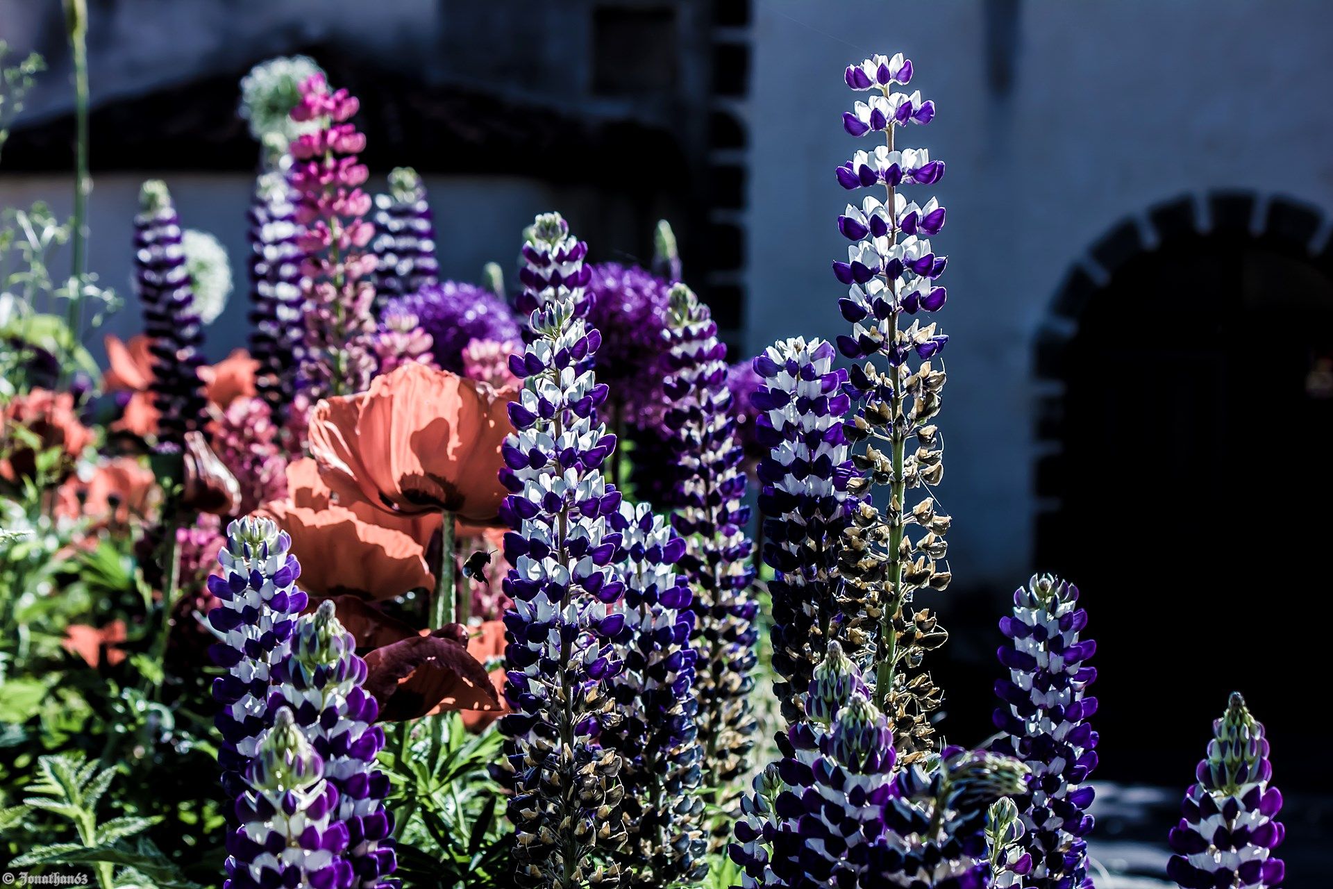 Fonds d'cran Nature Fleurs 