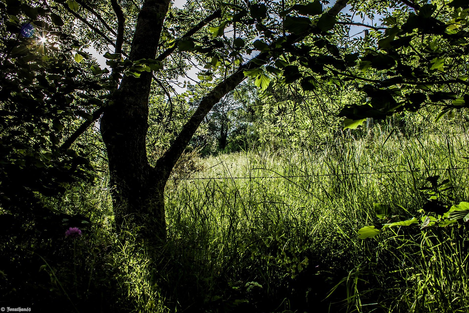 Fonds d'cran Nature Arbres - Forts 