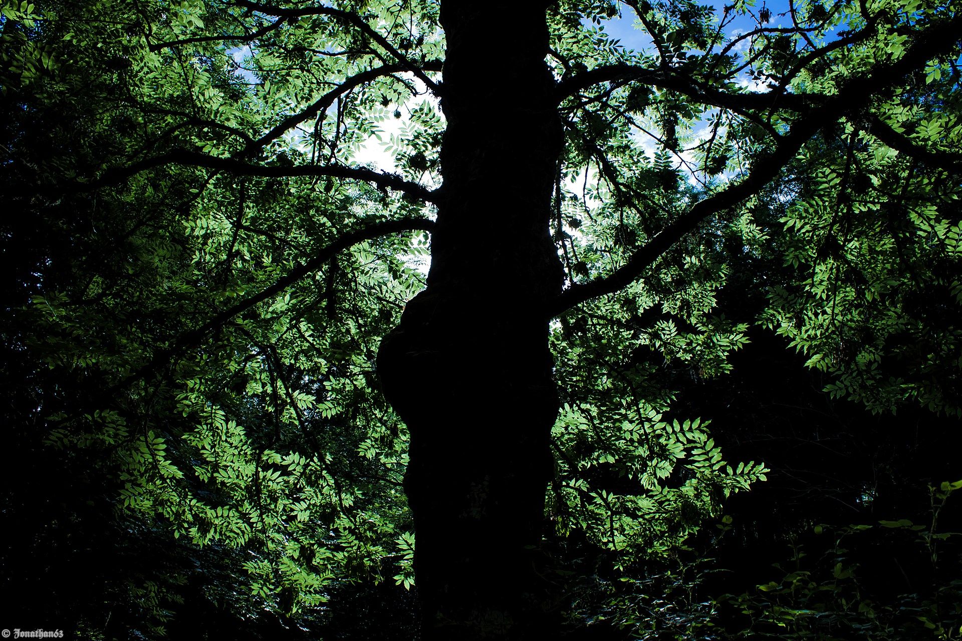 Fonds d'cran Nature Arbres - Forts 