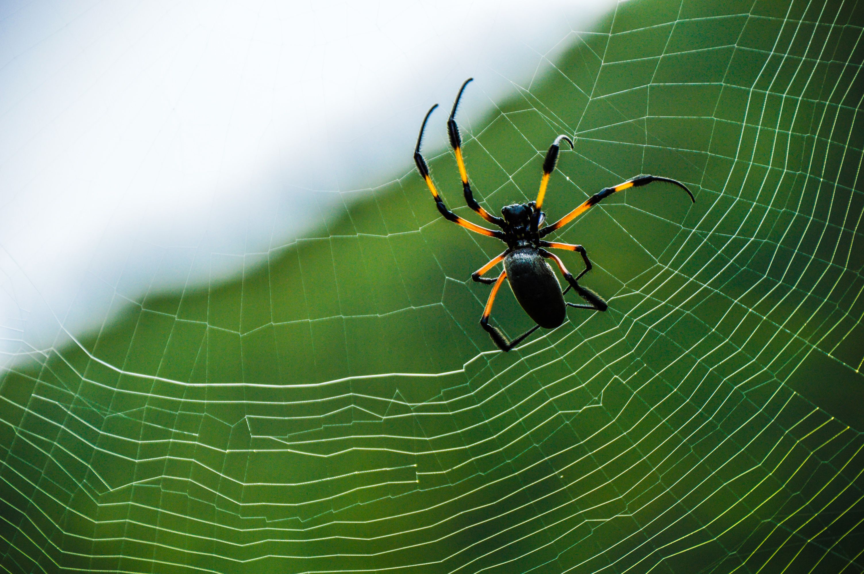 Wallpapers Animals Spiders La néphile dorée_DSC0527