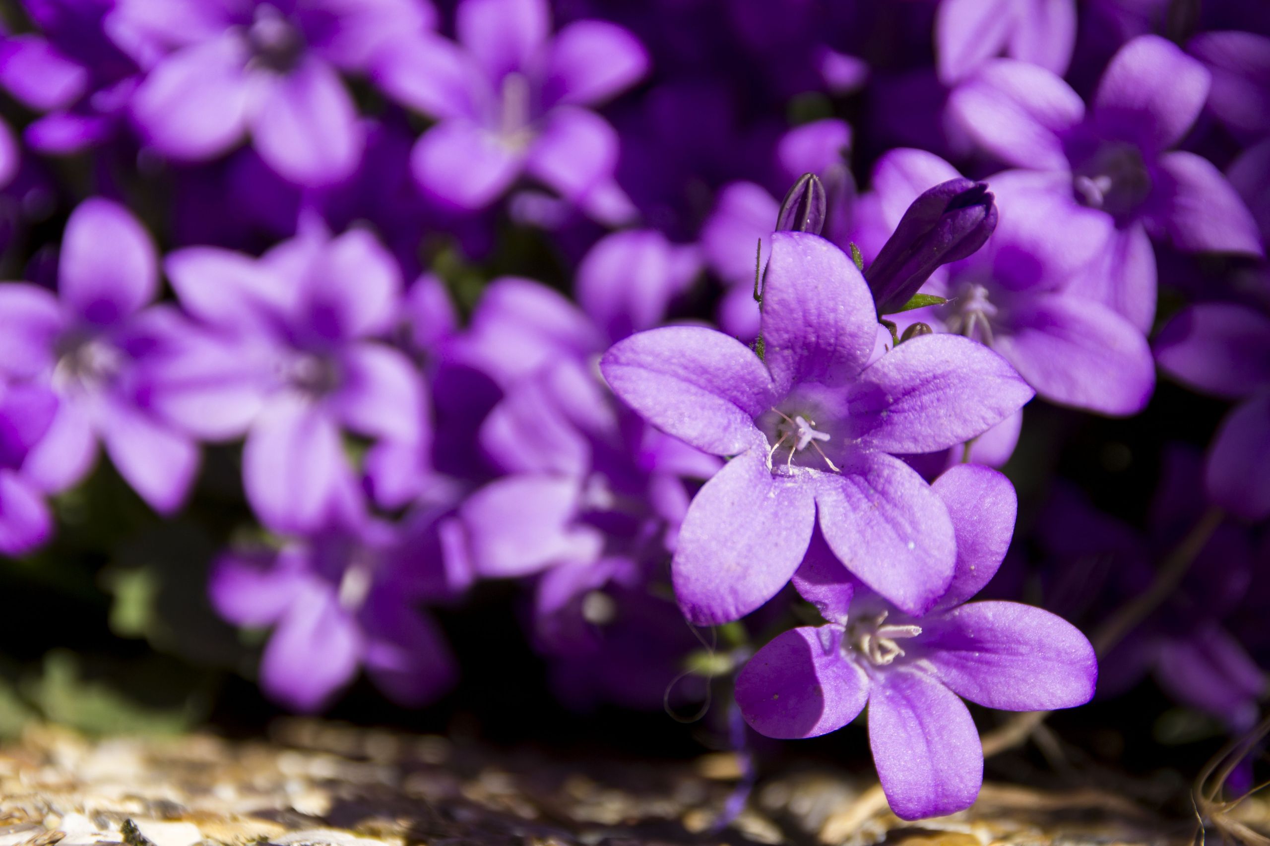 Fonds d'cran Nature Fleurs 