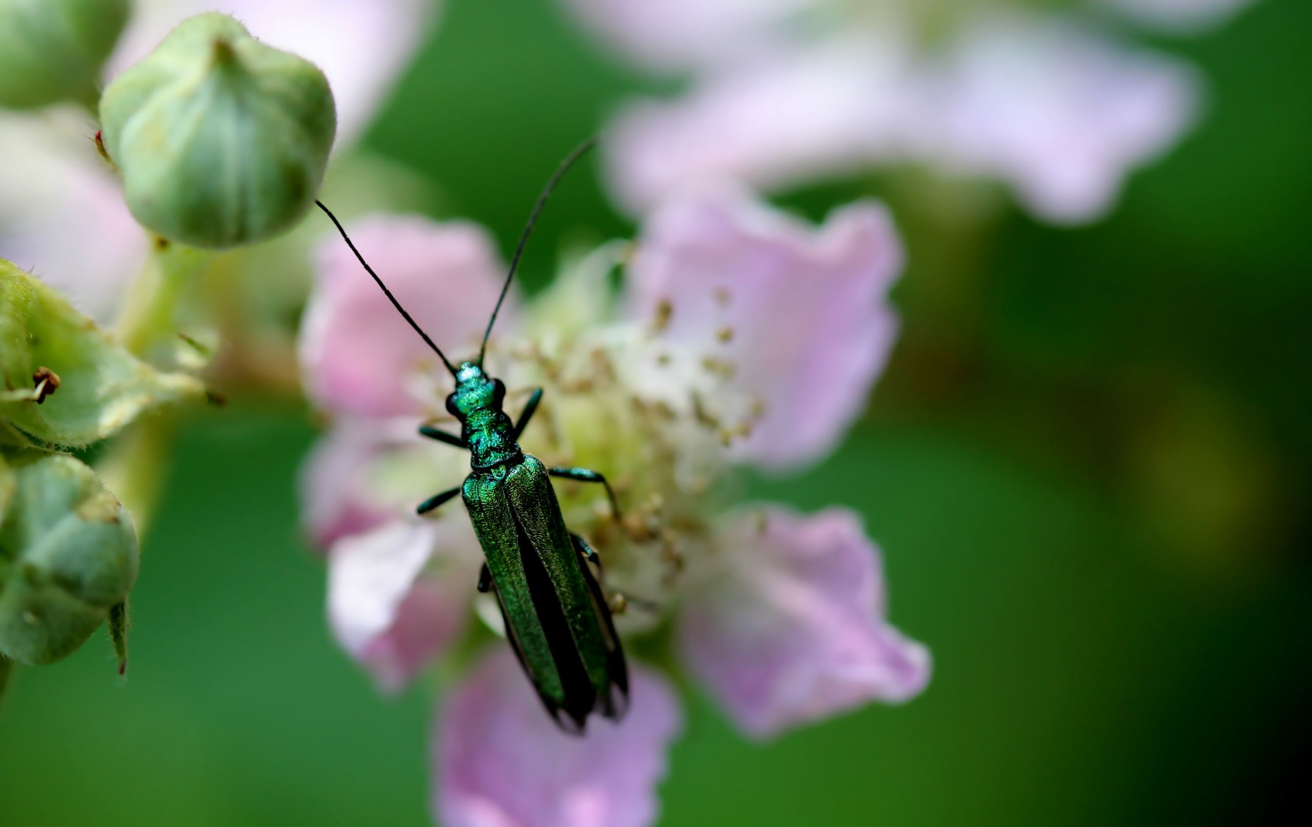 Fonds d'cran Animaux Insectes - Tlphore 