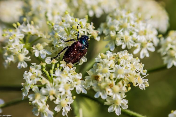 Fonds d'cran Animaux Insectes - Scarabes Wallpaper N407523