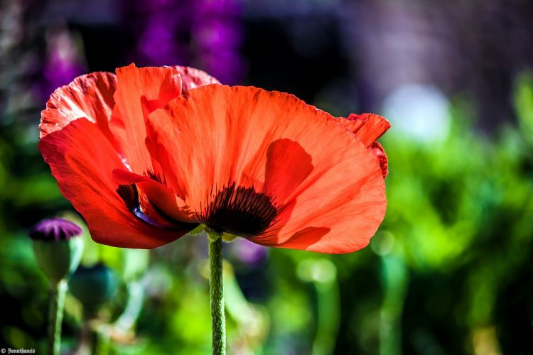 Fonds d'cran Nature Fleurs Coquelicot