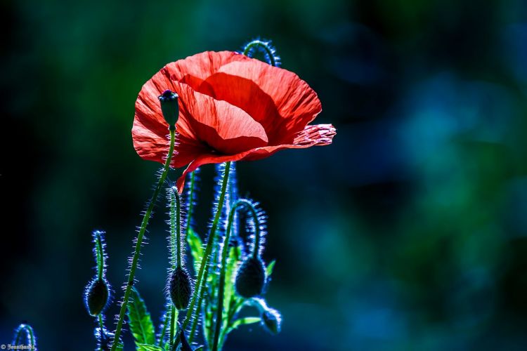 Wallpapers Nature Flowers Coquelicot