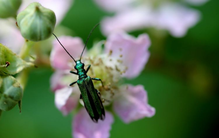 Fonds d'cran Animaux Insectes - Tlphore Wallpaper N407596