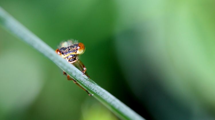 Fonds d'cran Animaux Insectes - Libellules Agrion